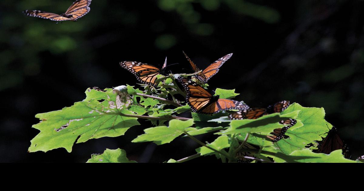 Garden butterflies into your garden