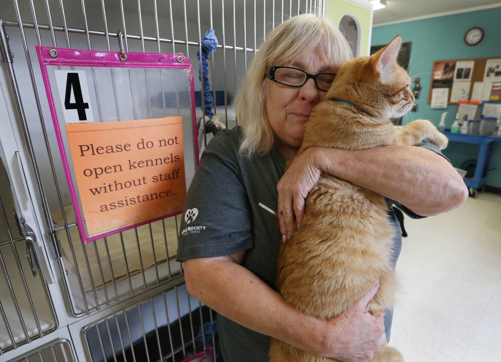 animal shelter found cats