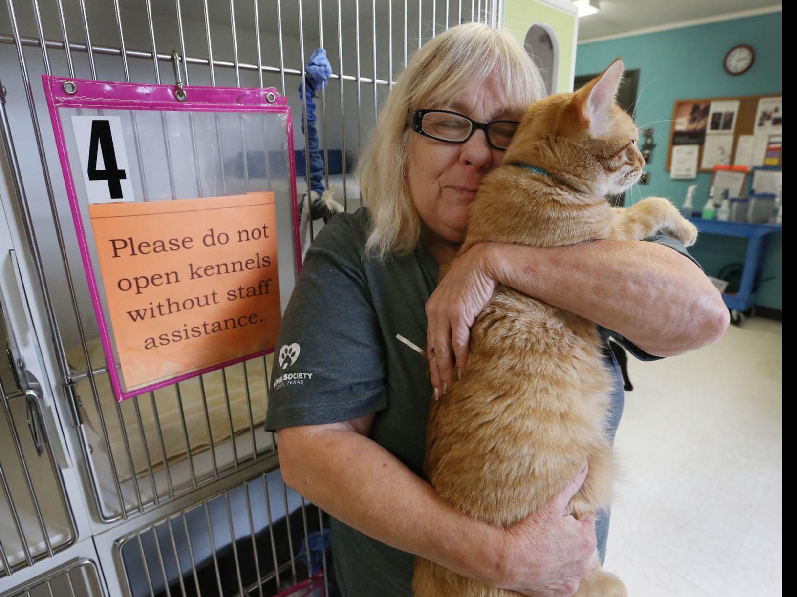Animal Shelter Not Seeing Usual Spring Influx Of Kittens Government Wacotrib Com