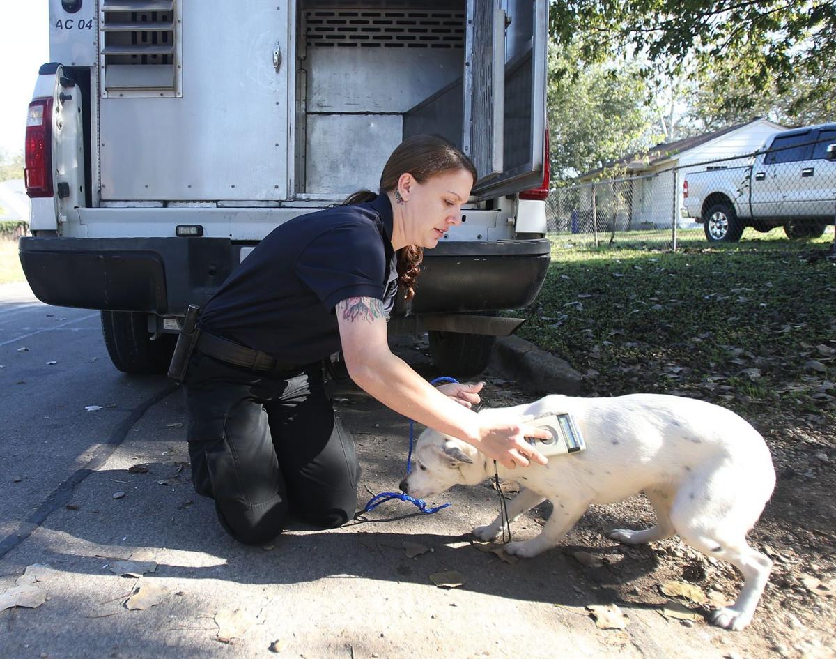 Waco’s new online pet finder could help Fido skip the shelter