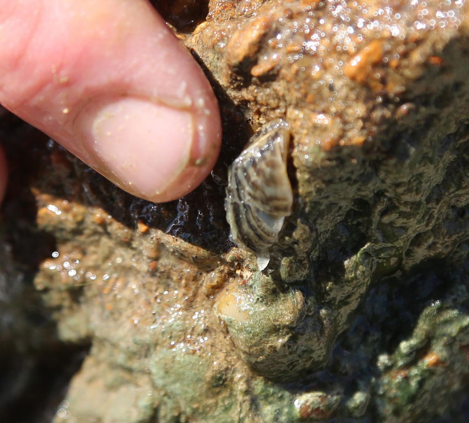 Lake Waco On Track To Dodge Zebra Mussel Infestation | Local News ...