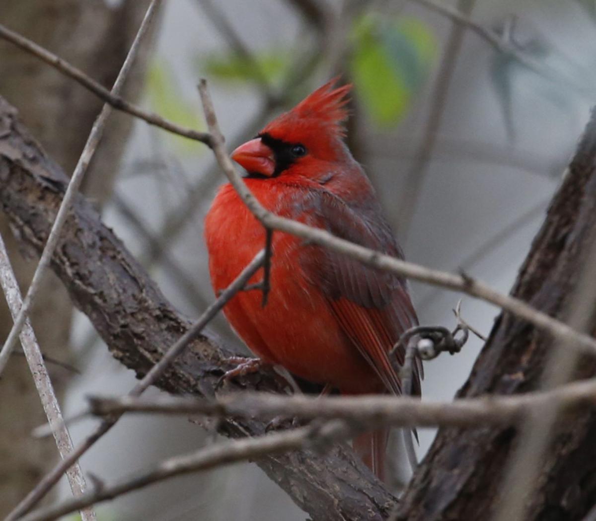 Getting a beak count Annual bird survey around Waco Local News