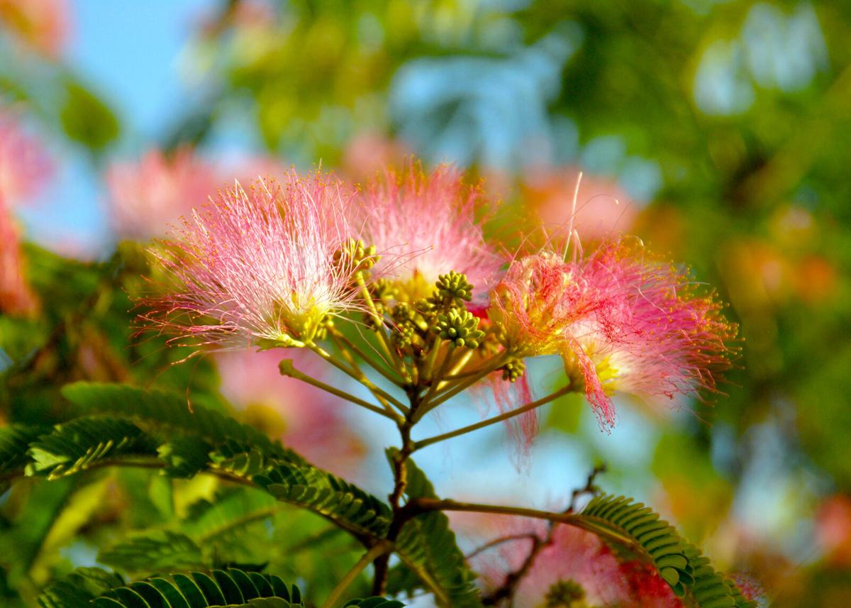 Neil Sperry Mimosa Trees Are No Longer As Popular Local News Wacotrib Com