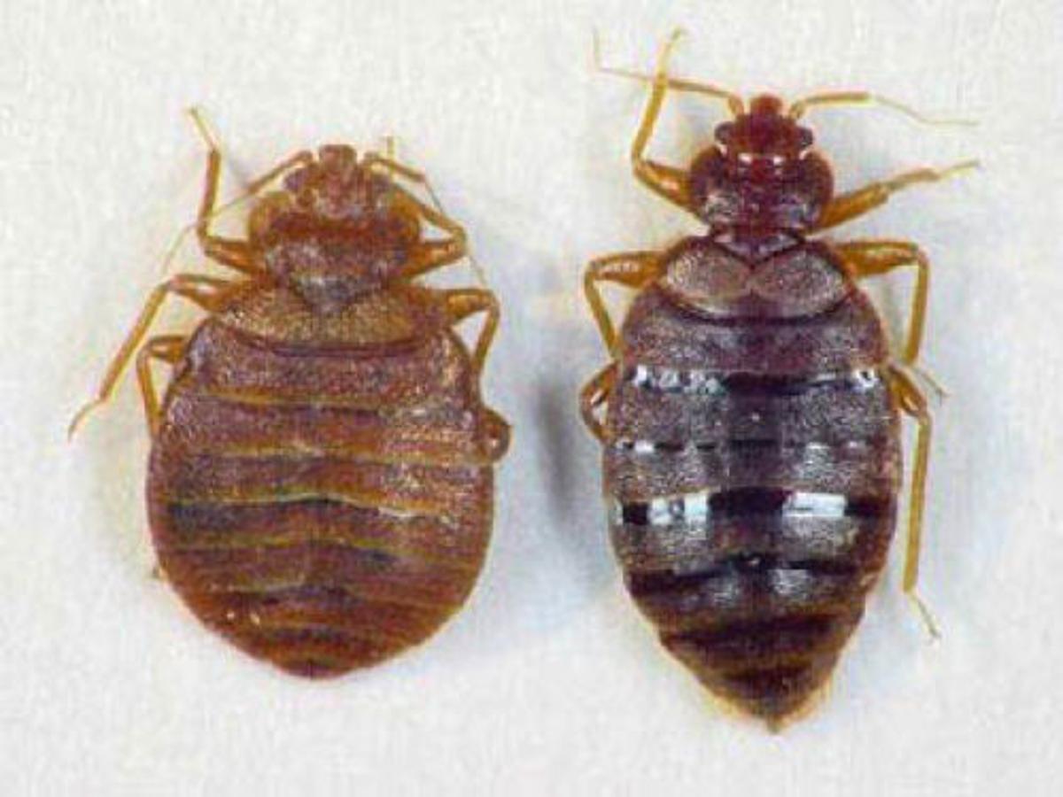 Bed Bug Incidents Increase In Central Texas News Wacotrib Com