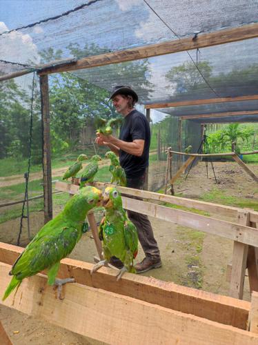 Preparing birds for life in the wild: New technique boosts survival after release