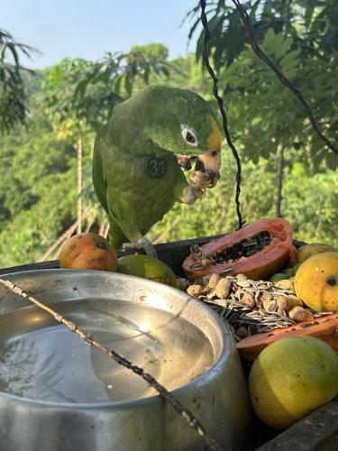 Preparing birds for life in the wild: New technique boosts survival after release