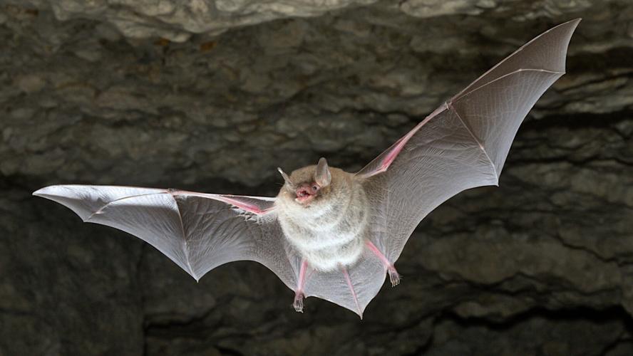 Genetic time capsule helps researchers rewrite the bat family tree and trace the origins of flight, echolocation