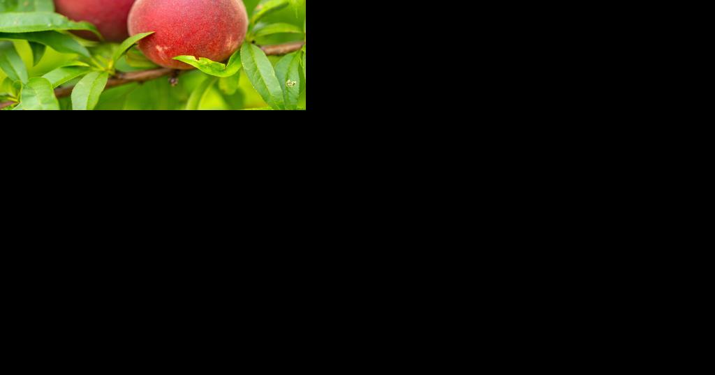 Farm briefs - Vimarsana News