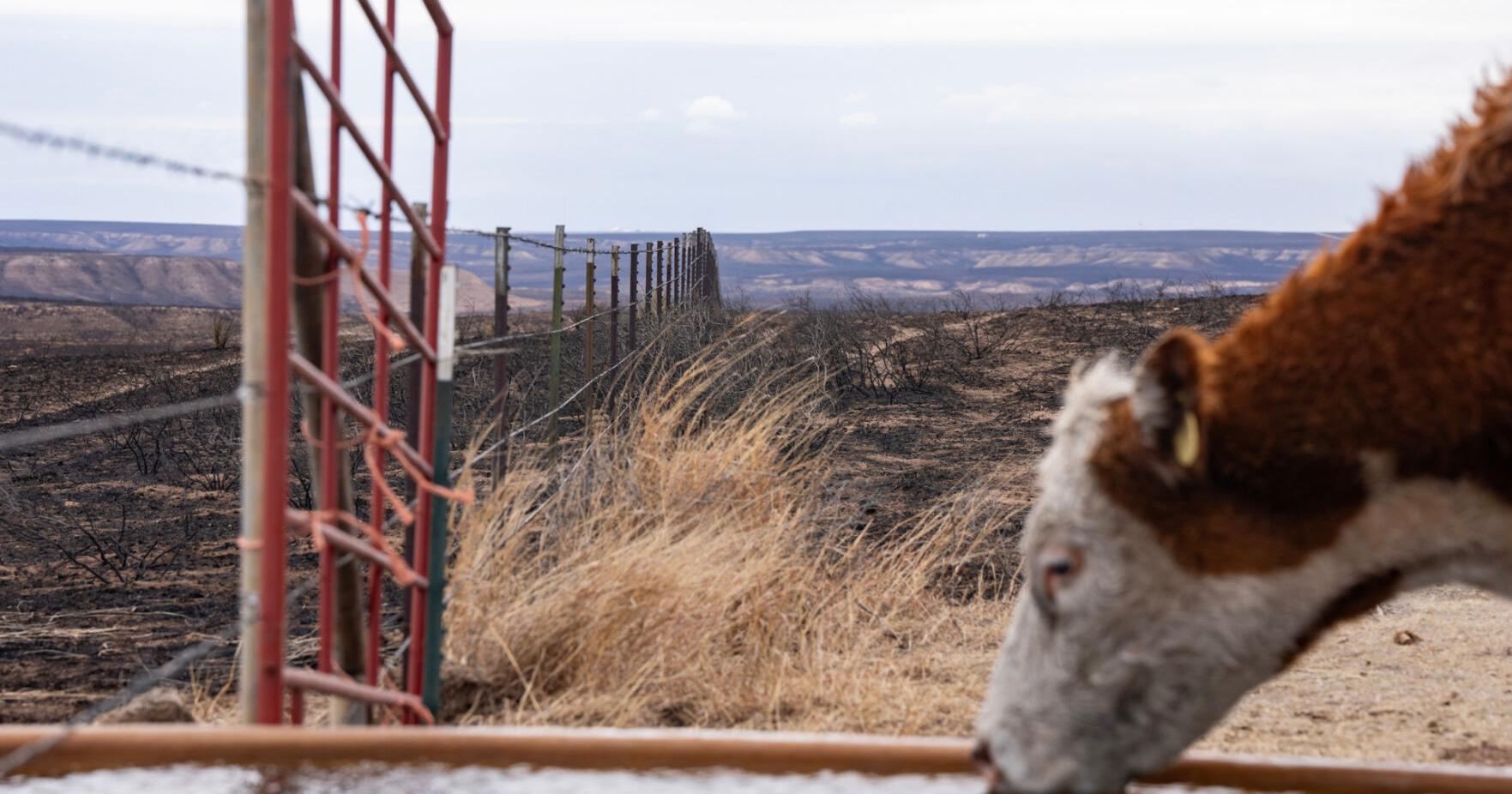 Texas wildfires impacting Panhandle ranchers but not overall cattle and beef prices - Vimarsana News