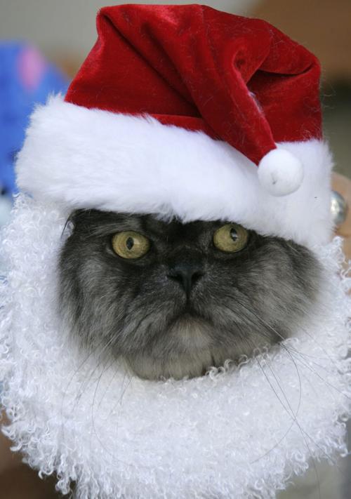 Xmas pet