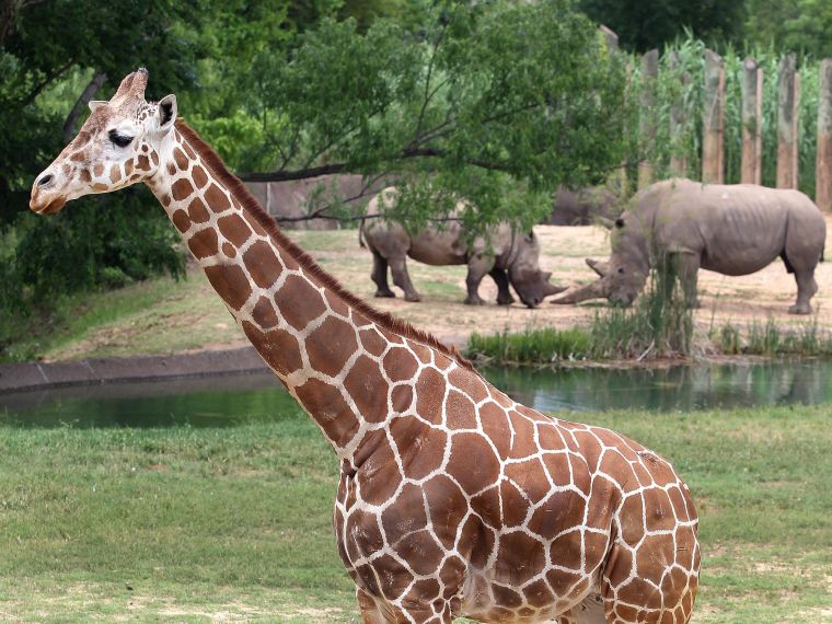 New Masai giraffe pair arrives at Cameron Park Zoo | Education