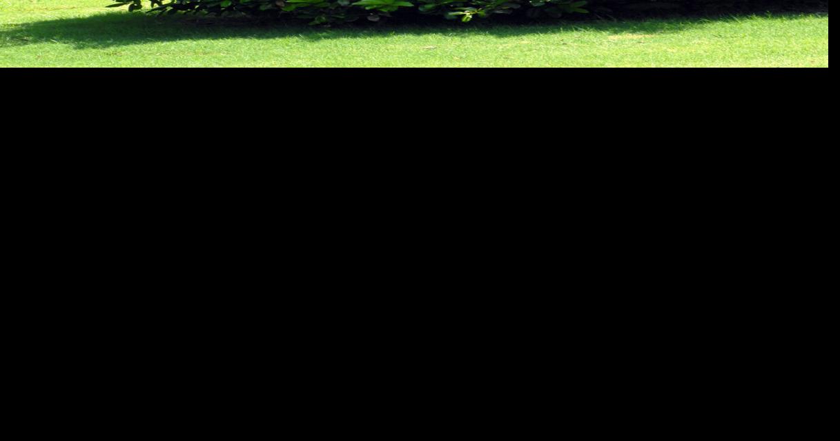 Neil Sperry Hollies great options for corner of house