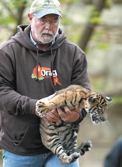 Sumatran tiger cubs make Cameron Park Zoo debuts (video) | Local ...