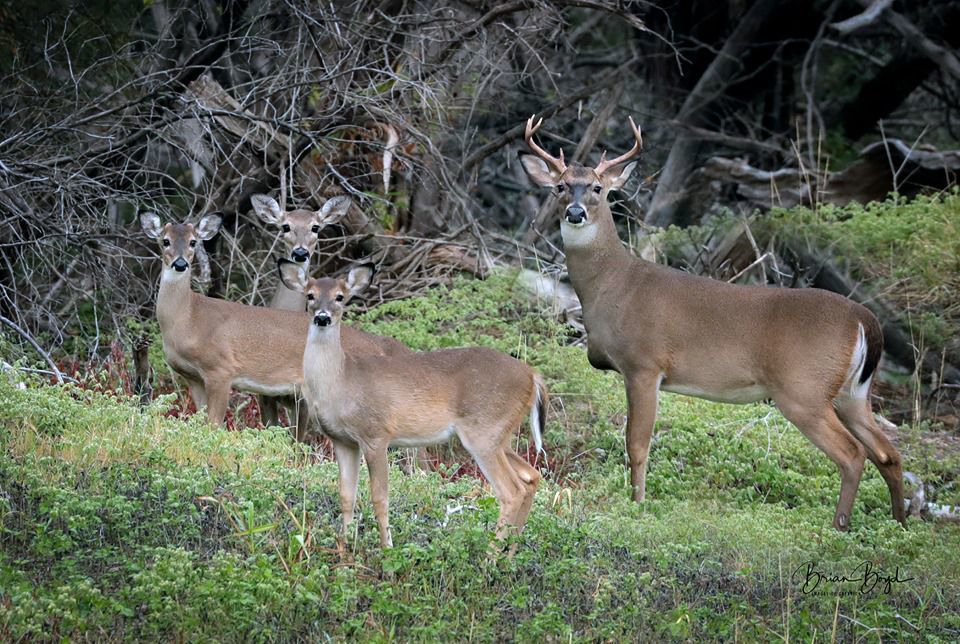 Oudoors It S Beginning To Look A Lot Like Deer Season Sports
