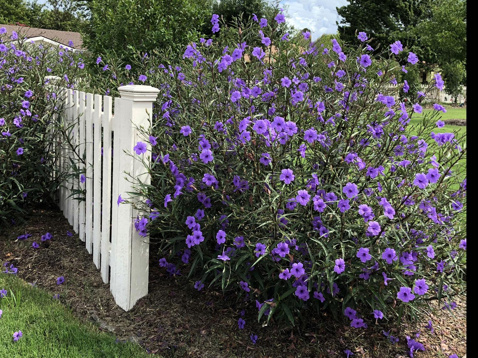 Get Wallpaper Neil Sperry Pretty Mexican Petunia Likes To Spread Around Local Desktop Wallpaper