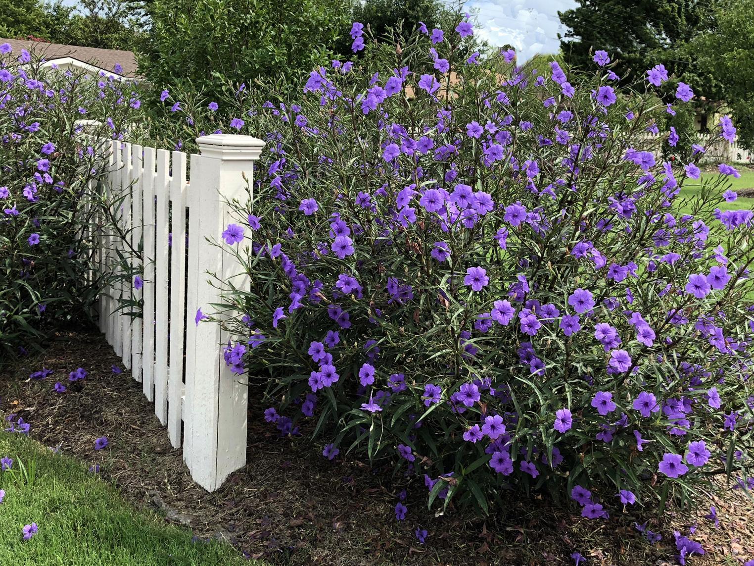 Get Neil Sperry Pretty Mexican Petunia Likes To Spread Around Local For Android Get Wallpaper Neil Sperry Pretty Mexican Petunia Likes To Spread Around Local Desktop Wallpaper