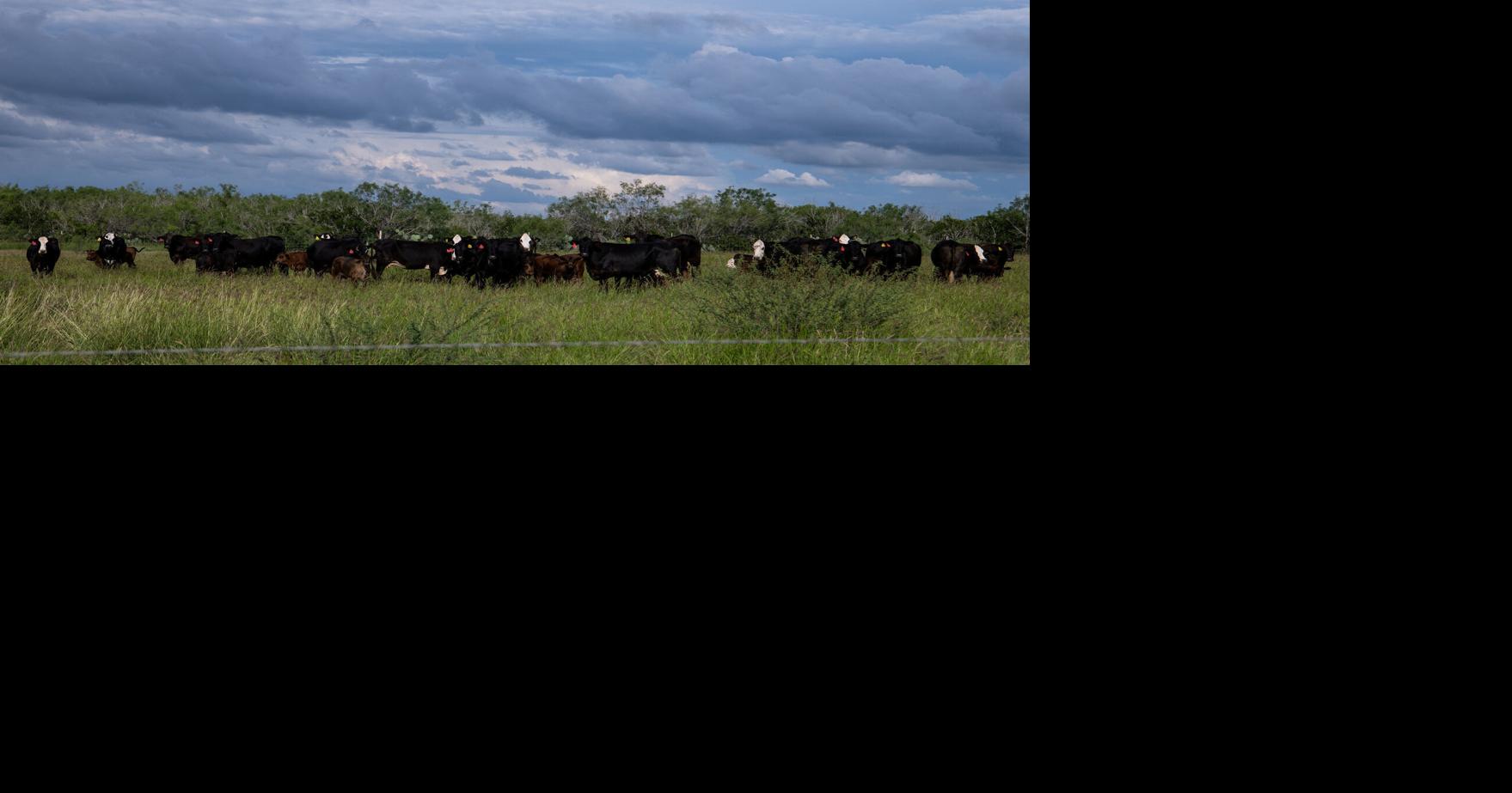 Texas, New Mexico screwworm cases have Waco-area ranchers on guard