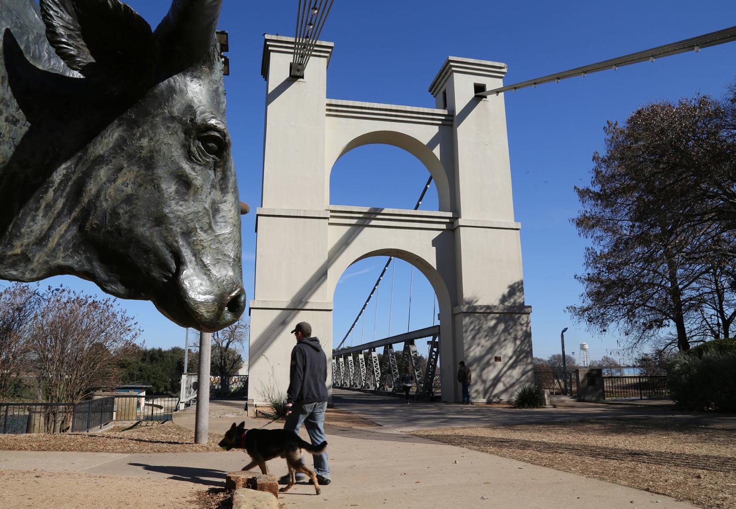 Bronze cattle statues on the move during Waco Suspension Bridge