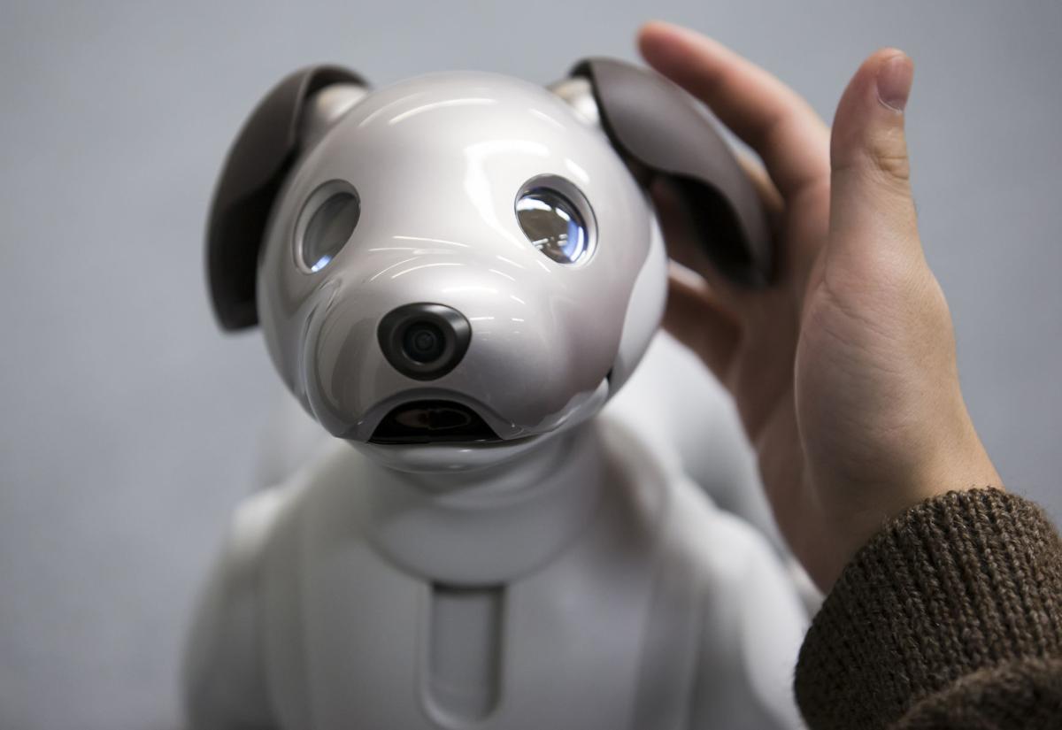Review Aibo the robot dog will melt your heart with mechanical precision Trending