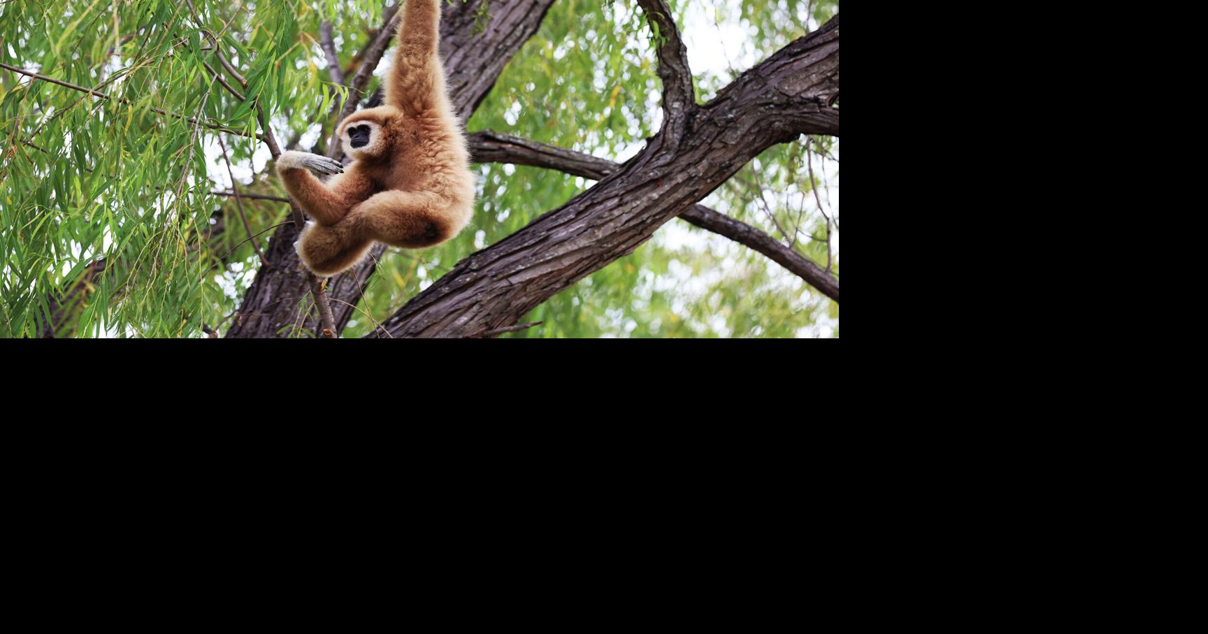 Gibbons, lemurs back on display at Cameron Park Zoo after exhibit repairs