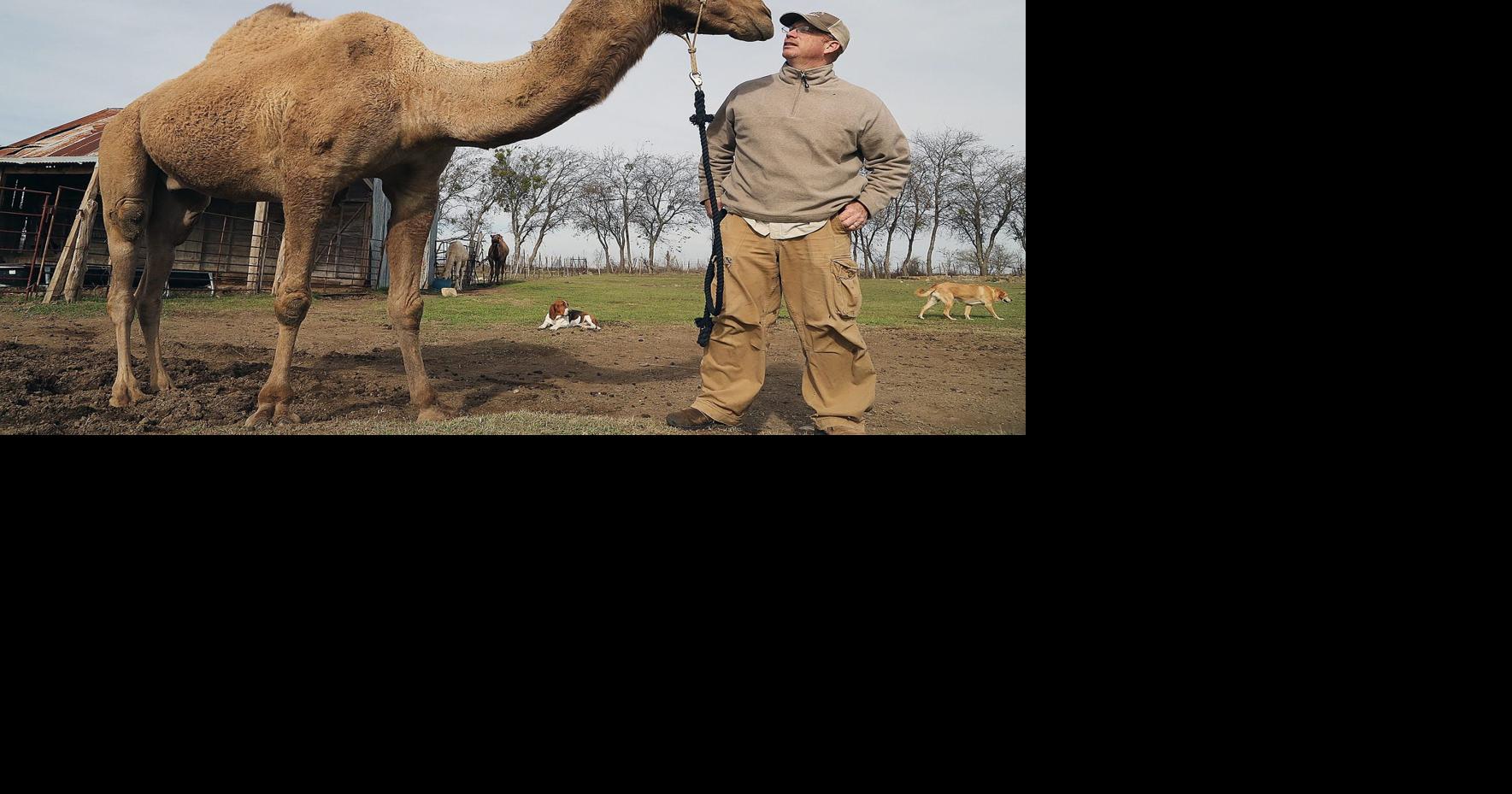 Valley Mills rancher provides camels for Texas live Nativity scenes