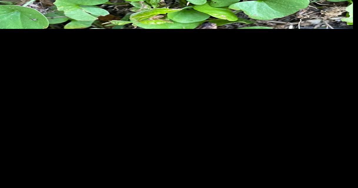 Neil Sperry: Use a spray want to control dichondra weed in lawn