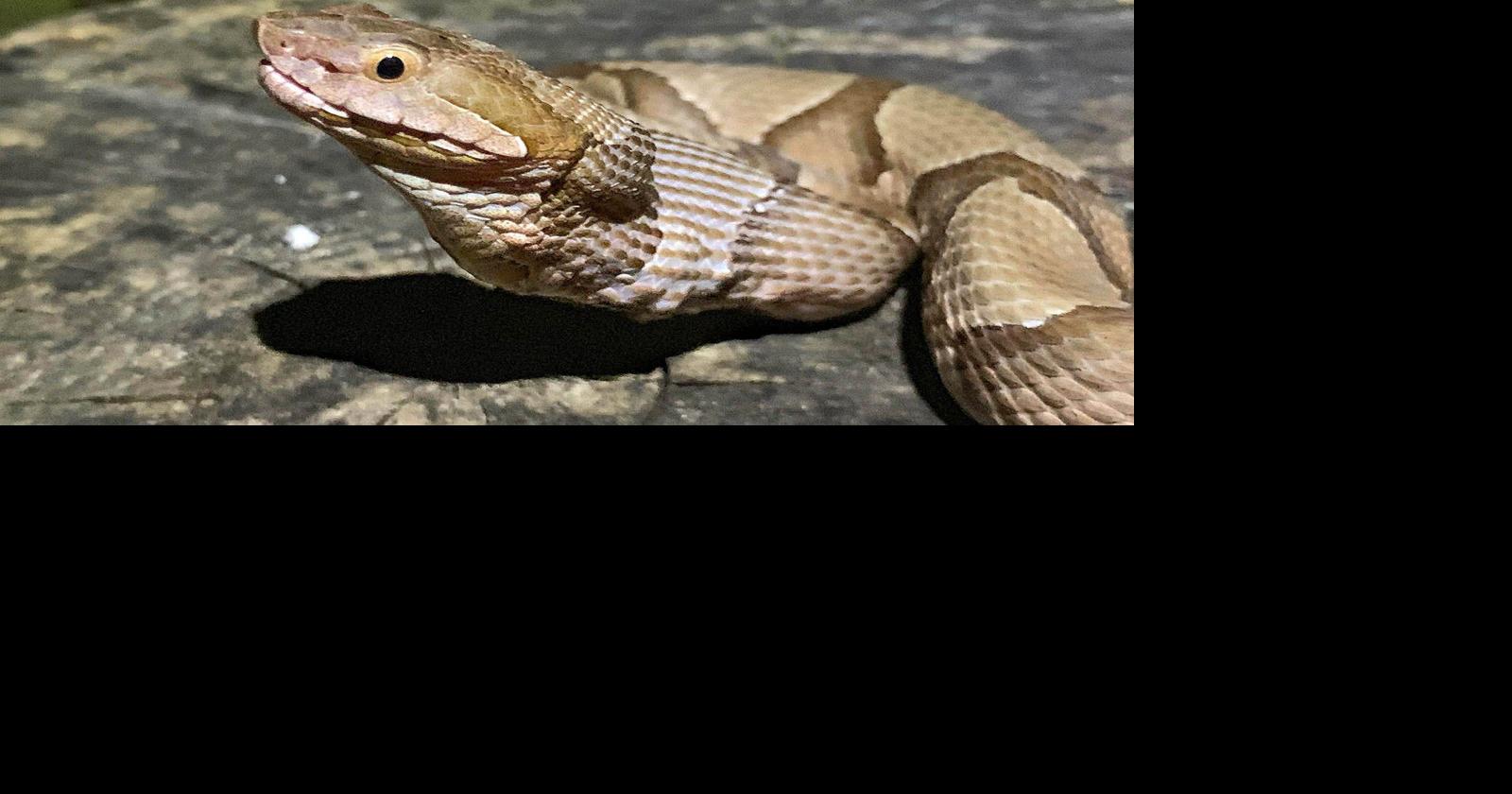 Child recovering after copperhead bite in Lorena