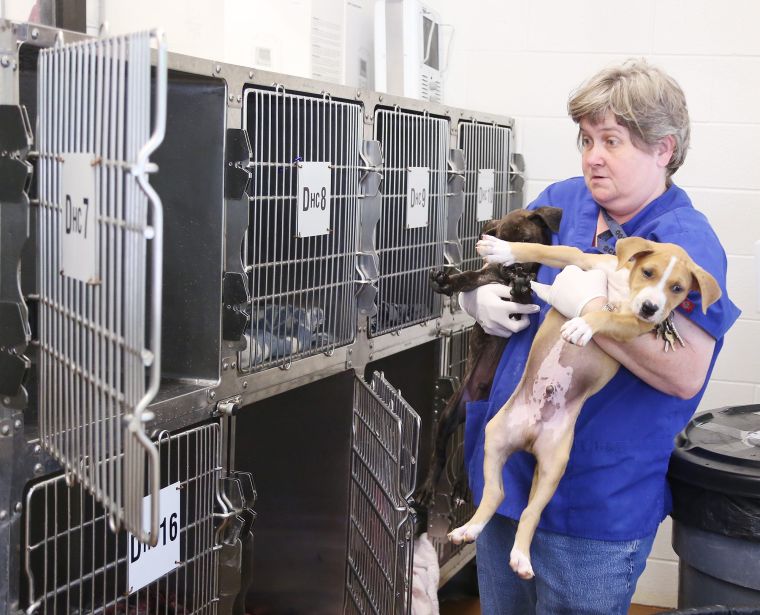 Rescue, spayneuter efforts push animal shelter toward nokill goal