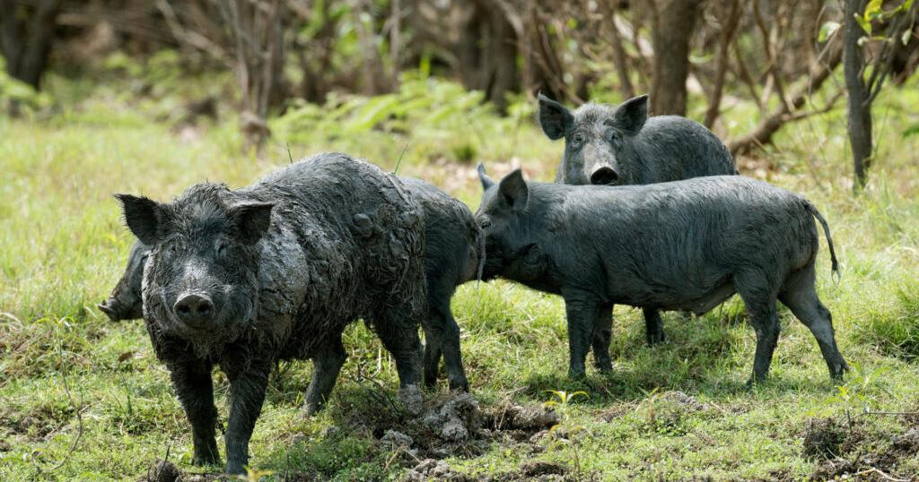 Feral hog management educational program set Wednesday in Bryan - Vimarsana News