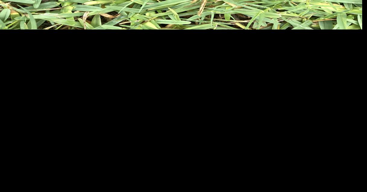 Neil Sperry Dayflower is a weak weed up against St. Augustine