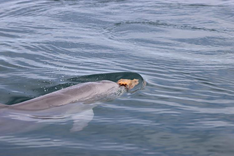 Researchers working to unravel mysteries of bottlenose dolphins