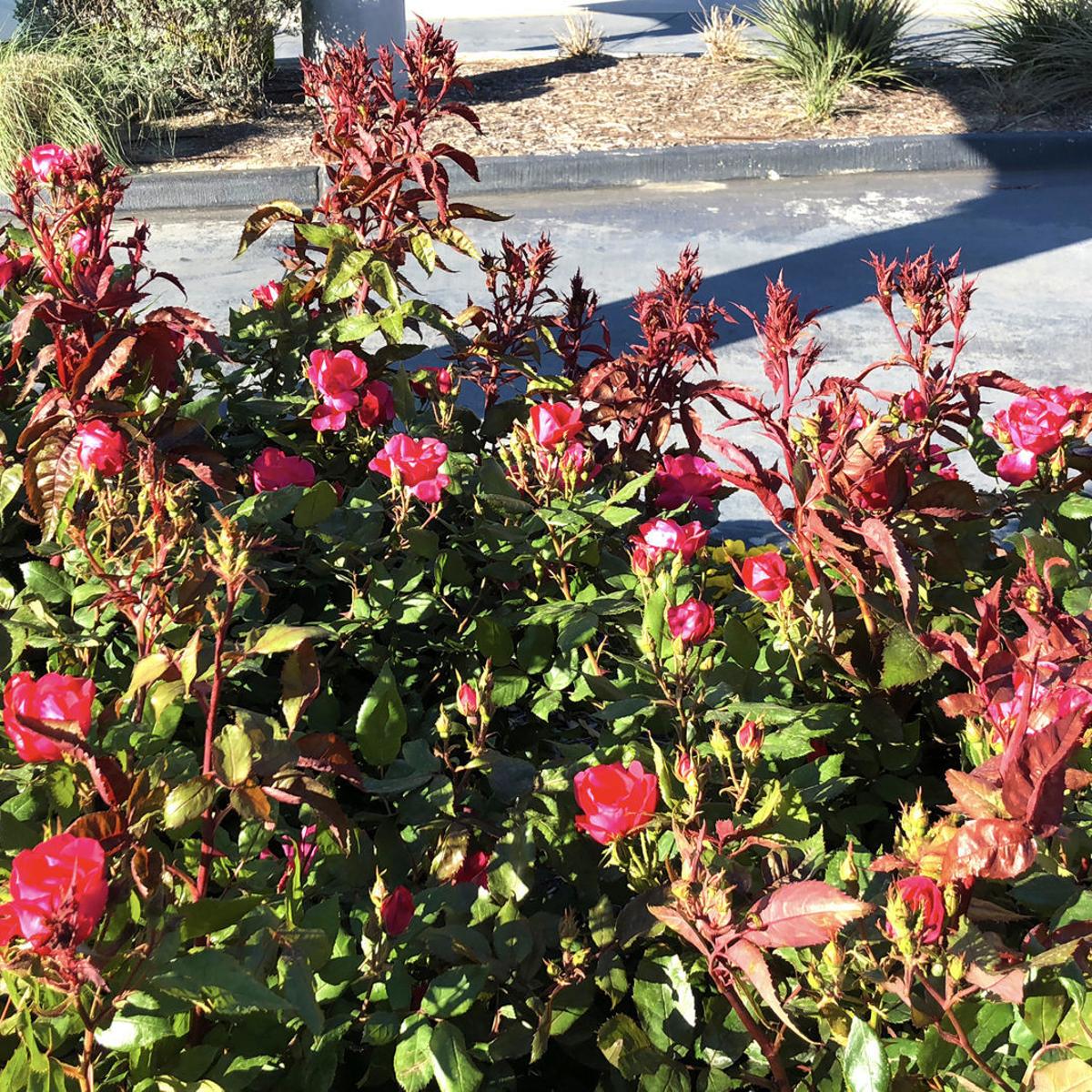 Neil Sperry Rose Rosette Virus Has Been Especially Damaging Local News Wacotrib Com