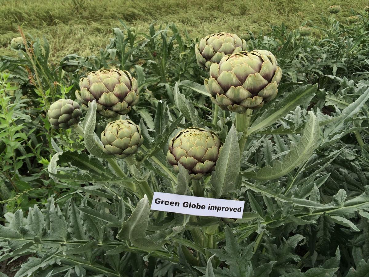 Texas A&M AgriLife expands research on artichokes as commercial crop for Texas