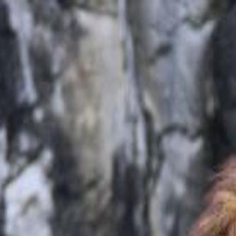 Cameron Park Zoo Lion Dies Government Wacotrib Com