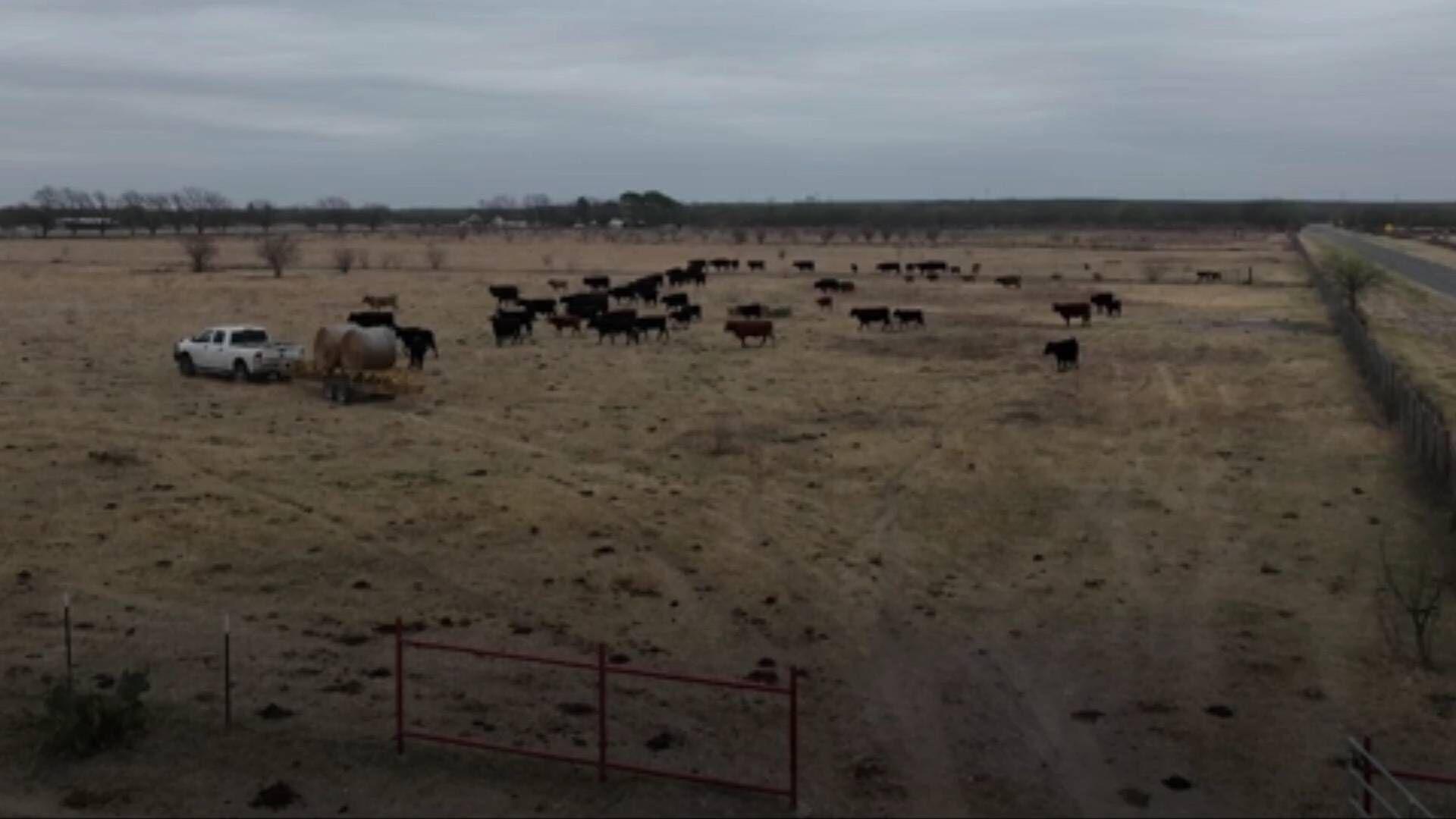 Texas dairy farm explosion kills 18,000 cows