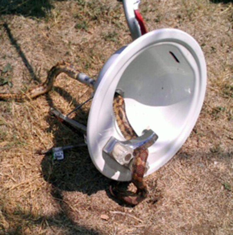 Homeowner Finds 6 Foot Rat Snake In Sink Drain Government