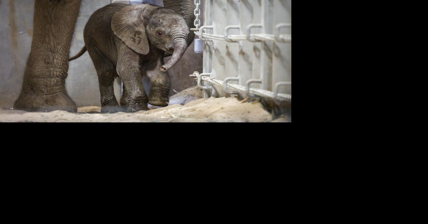 A second baby elephant is born in a Californian zoo within two weeks