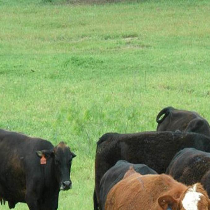 As Beef Cattle Numbers Rise Cull Cow Prices Drop Wacotrib Com