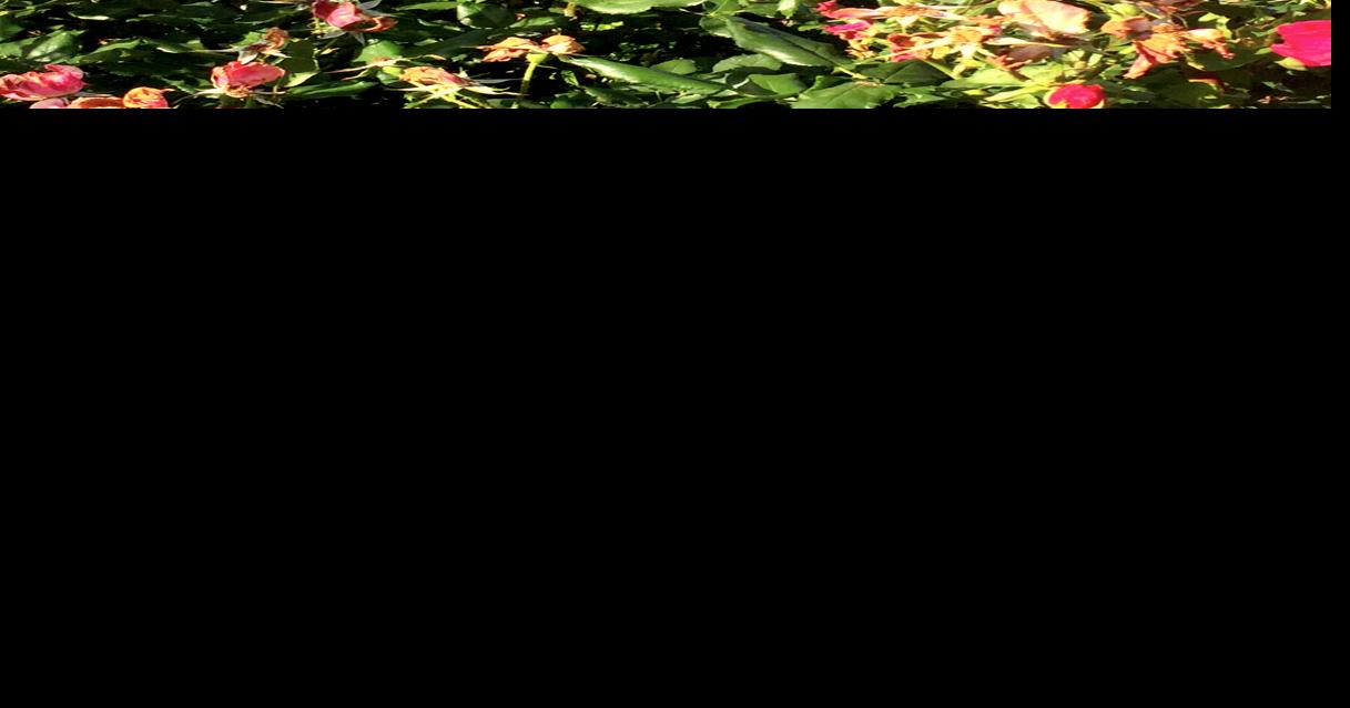 Neil Sperry: Rosette virus demands complete removal of infected rose bushes