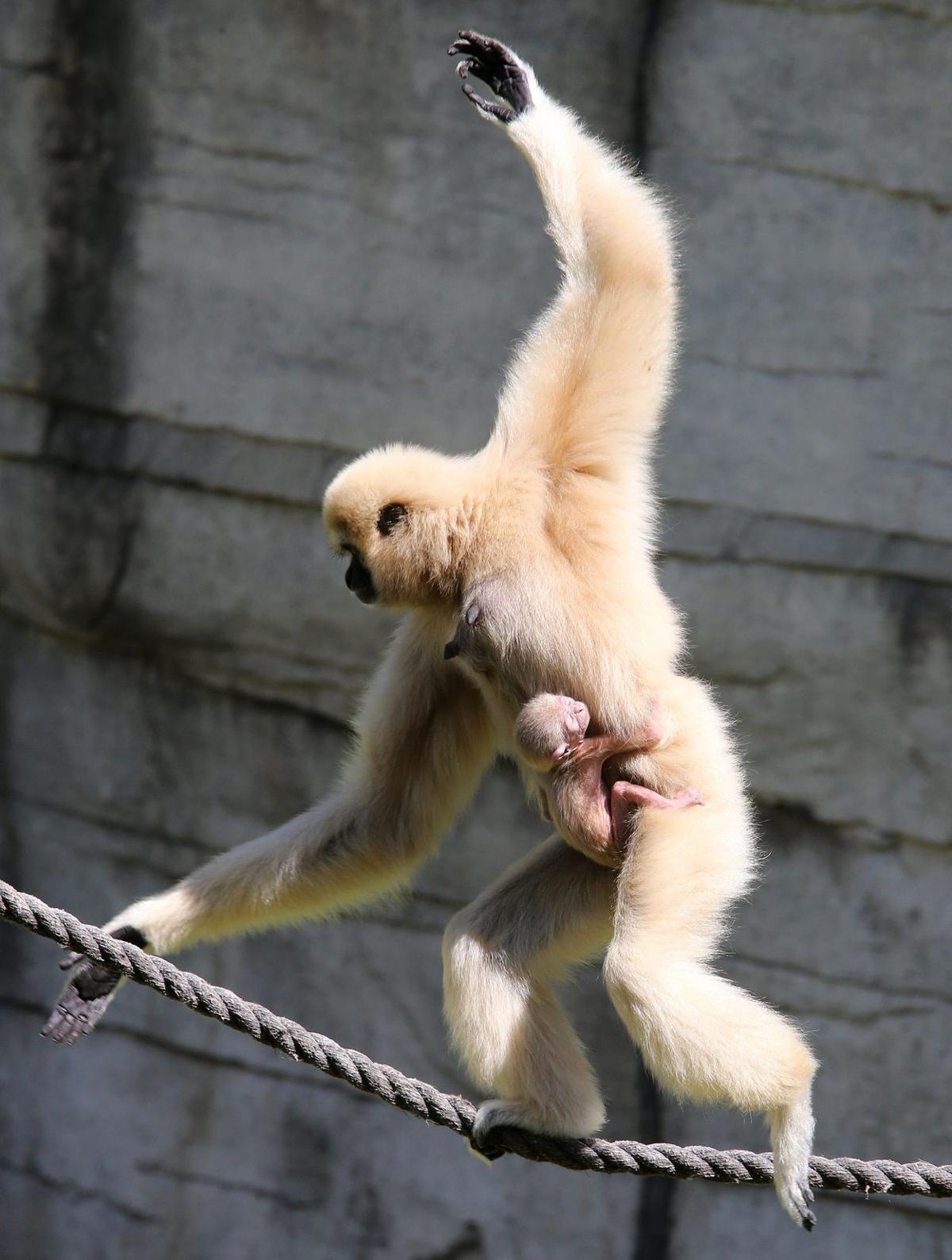 Zoo Launches Naming Contest For Newborn Gibbon Government Wacotrib Com Females are pregnant for 8 months (gestation) and have 1 young. zoo launches naming contest for newborn