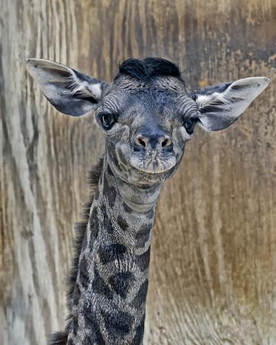 Newborn giraffe Zuri named Cameron at Park Zoo