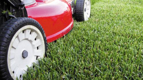 Going Green With Native Grasses Entertainment Wacotrib Com