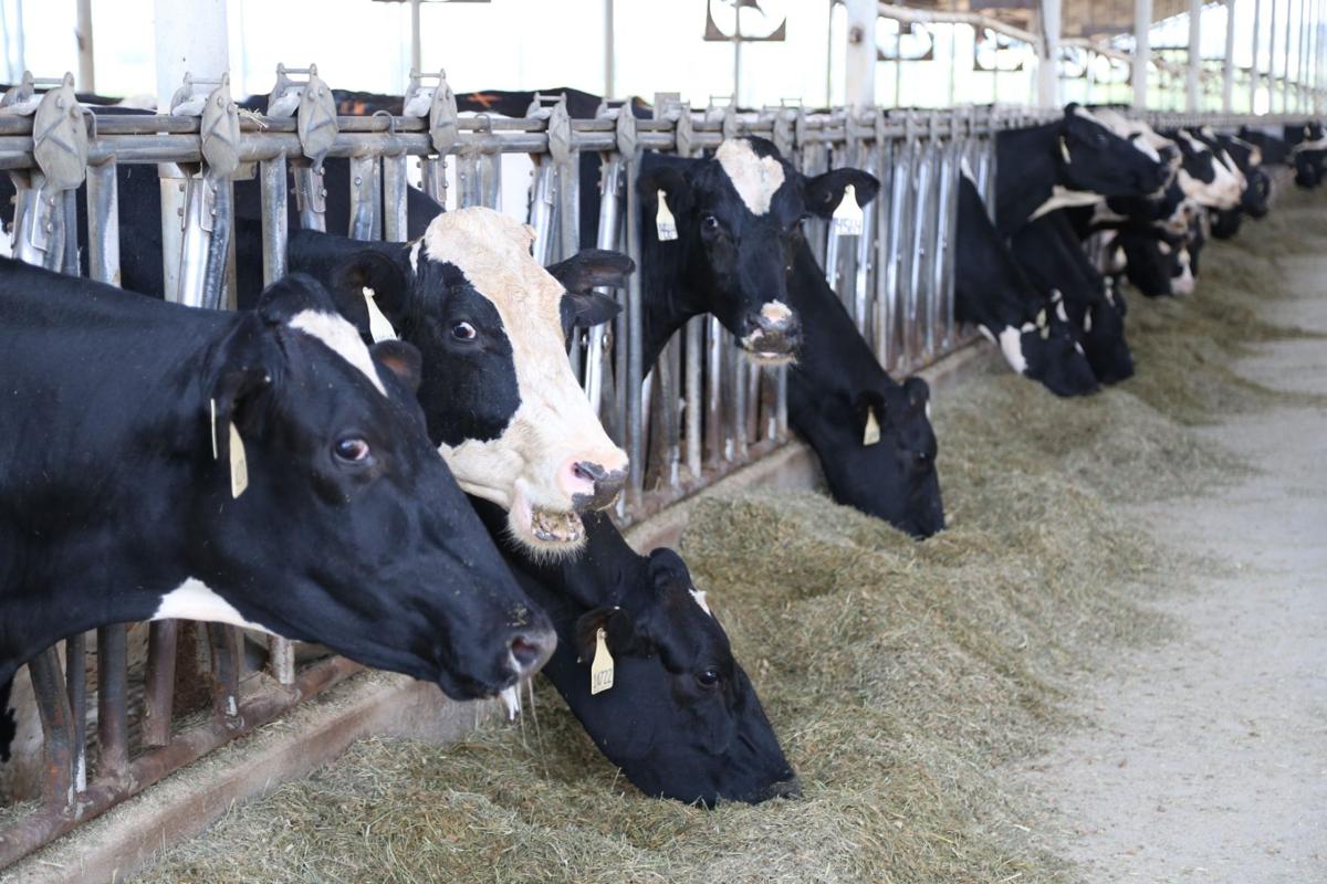 It May Not Smell Great, but Dust From Dairy Farms Could Have
