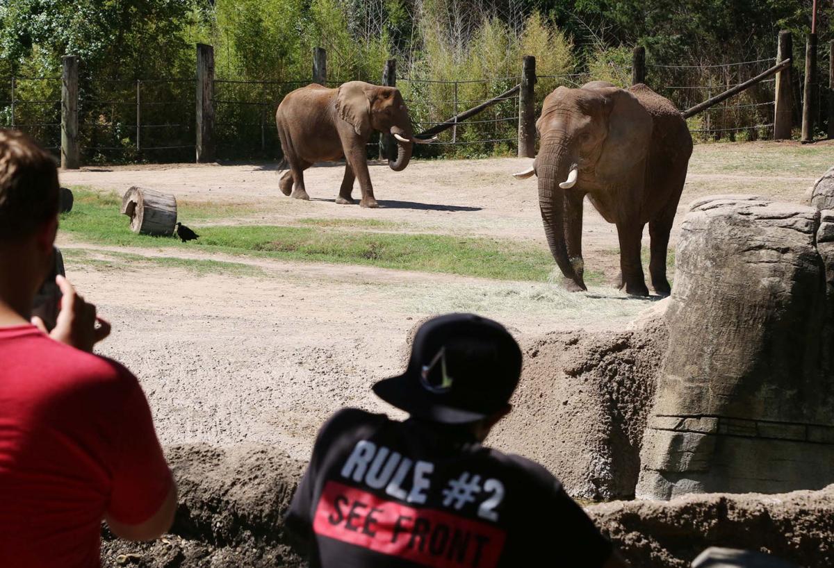 Expansion plans still on as Cameron Park Zoo celebrates 25th birthday