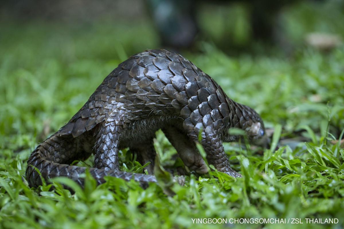 Human Activity Threatens Some Of The Most Unique Animals On The
