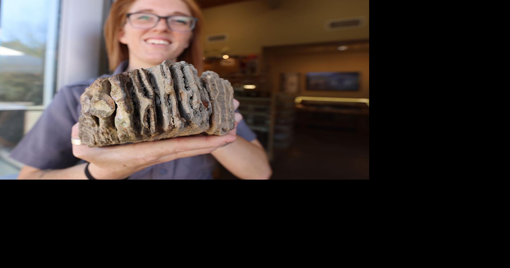 Fossil tooth found by local man to go on display at Waco Mammoth National Monument