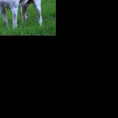 Waco-area news briefs: Cen-Tex Kennel Club classes start Saturday at Poage Park - Vimarsana News