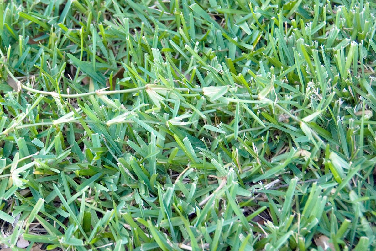 Neil Sperry: Bermuda overtaking St Augustine in lawn Local