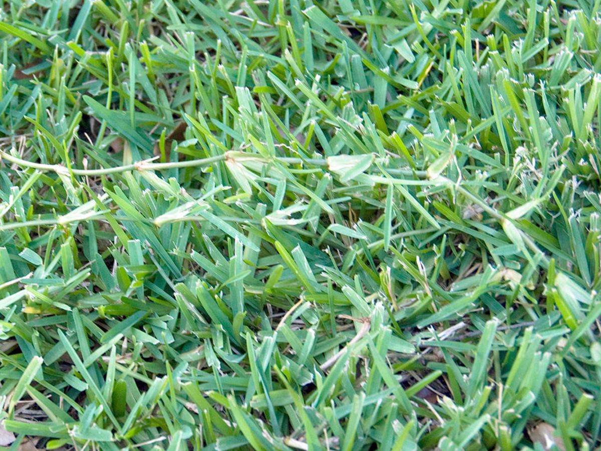Neil Sperry Bermuda Overtaking St Augustine In Lawn Latest Headlines Wacotrib Com Neil Sperry Bermuda Overtaking St Augustine In Lawn Latest Headlines Wacotrib Com