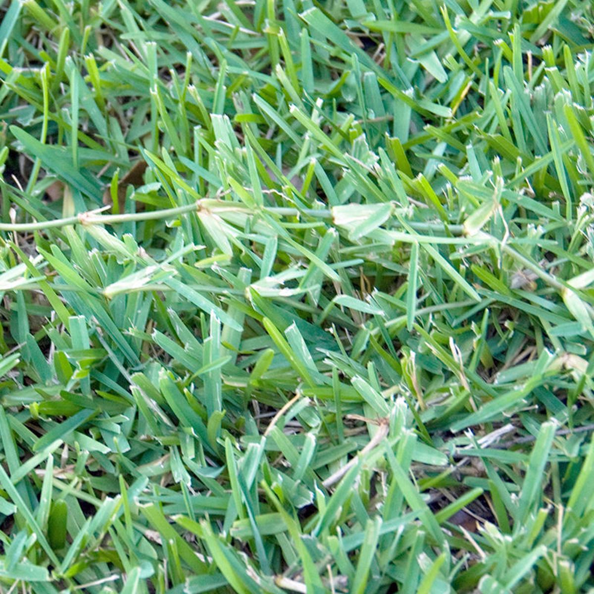 Neil Sperry Bermuda Overtaking St Augustine In Lawn Latest Headlines Wacotrib Com Neil Sperry Bermuda Overtaking St Augustine In Lawn Latest Headlines Wacotrib Com